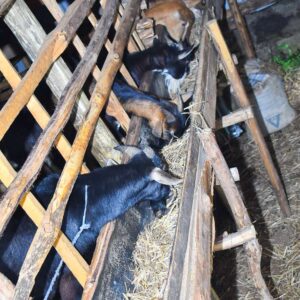 Dairy Goats
