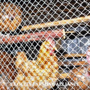 Indigenous Chicken