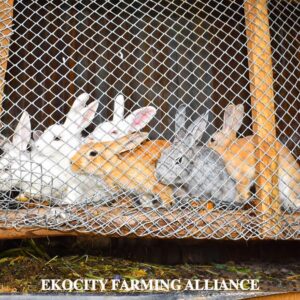 Rabbits