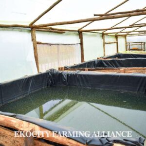 Raised Fis Ponds
